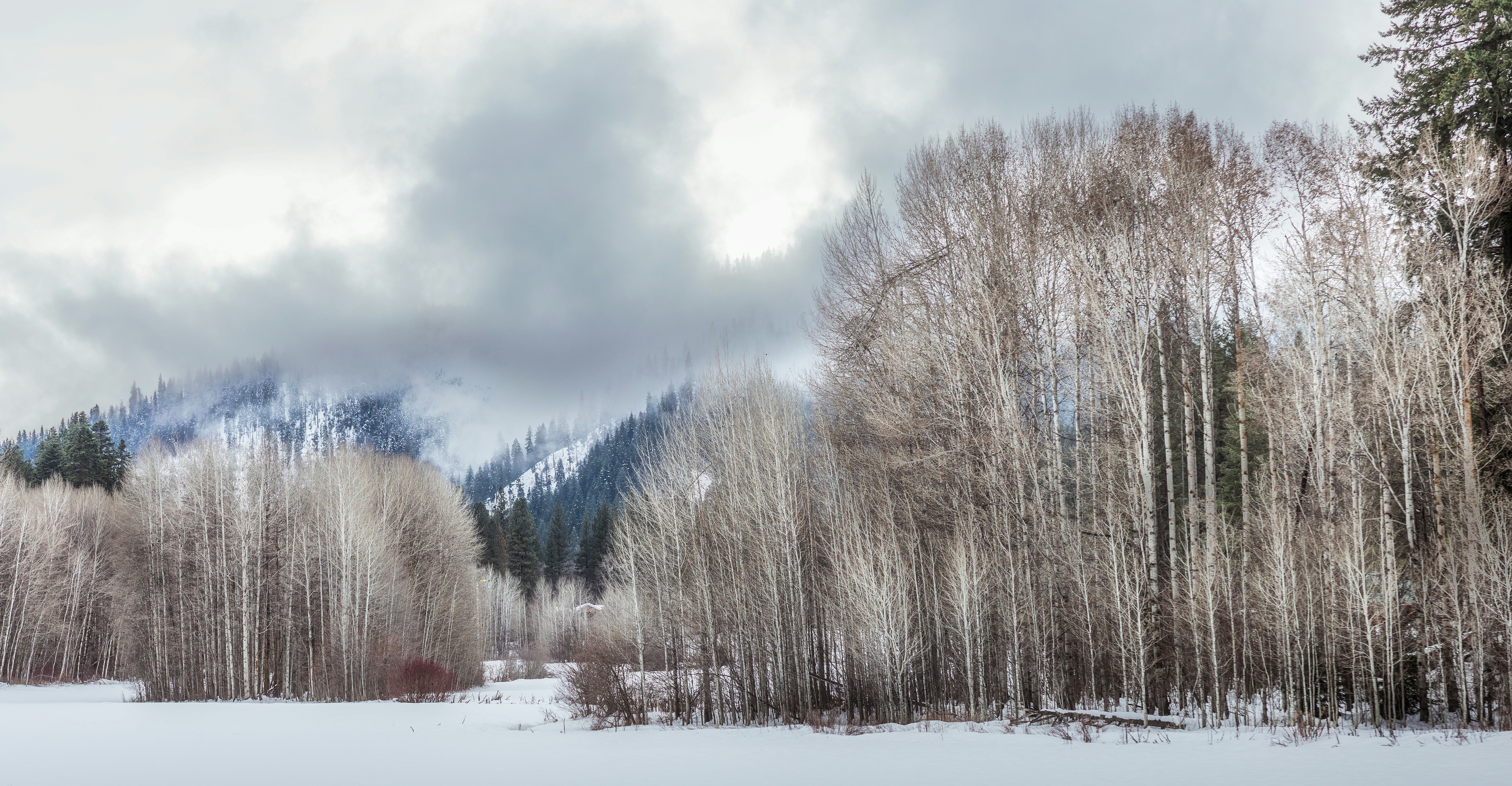 a snow covered field with trees and mountains in the background
