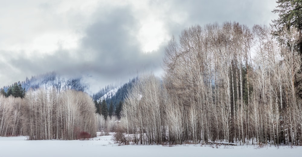 a snow covered field with trees and mountains in the background