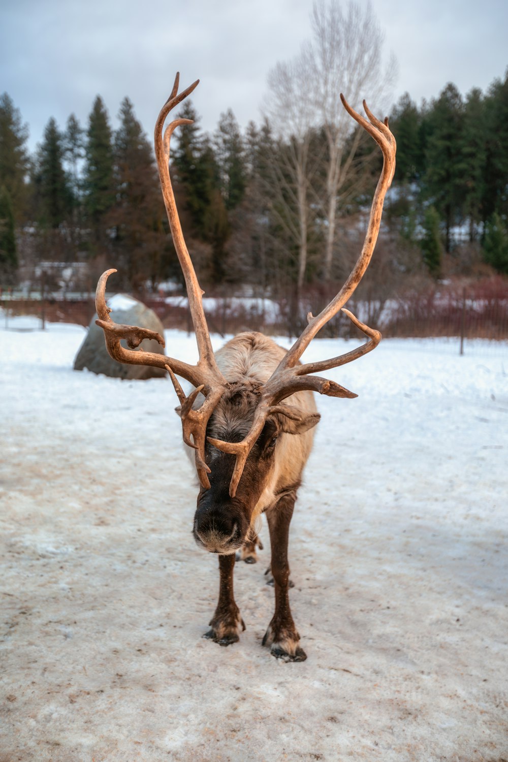 a reindeer with large antlers standing in the snow