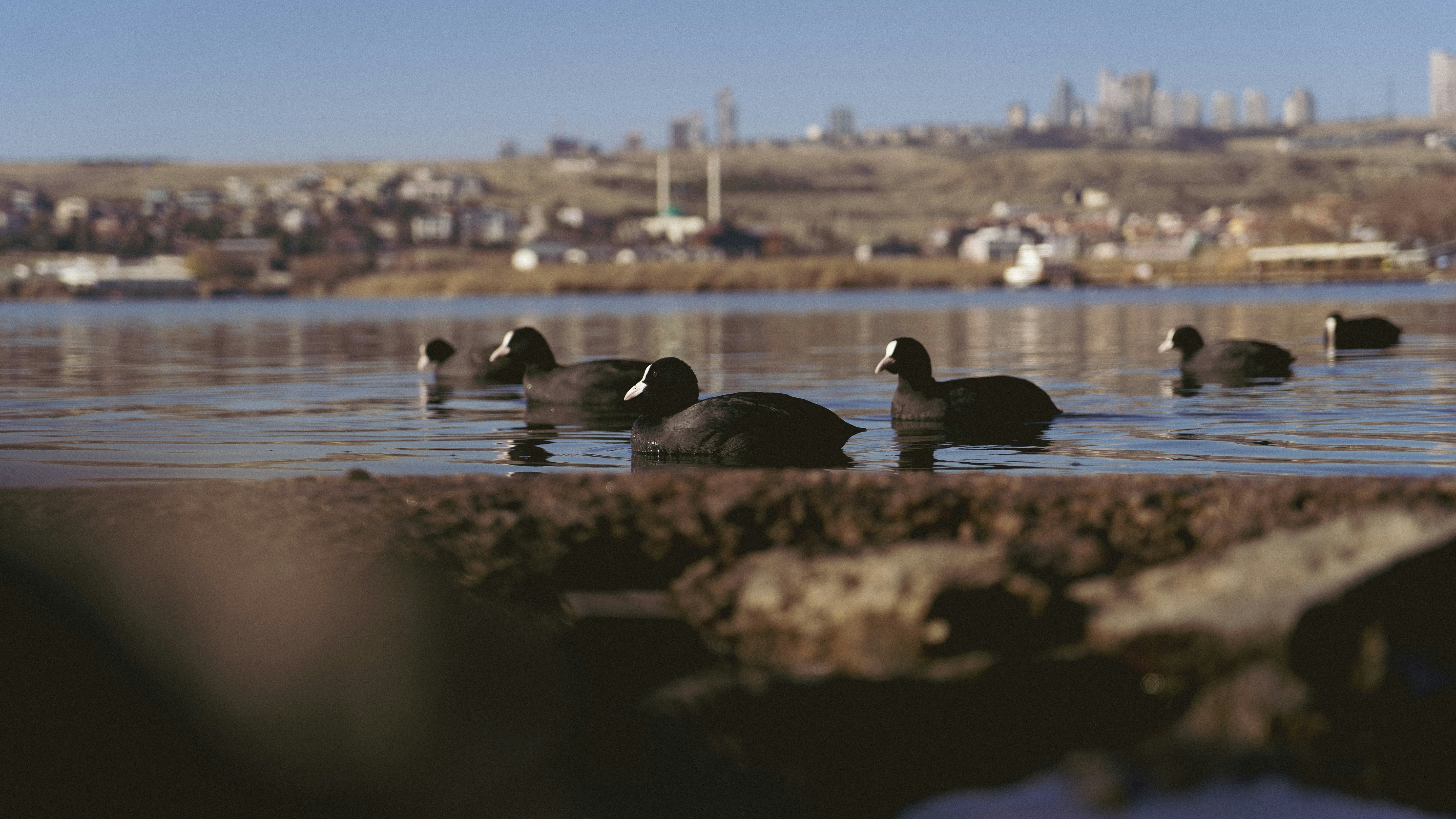a flock of ducks floating on top of a lake
