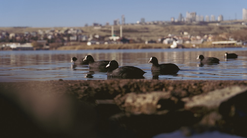 a flock of ducks floating on top of a lake