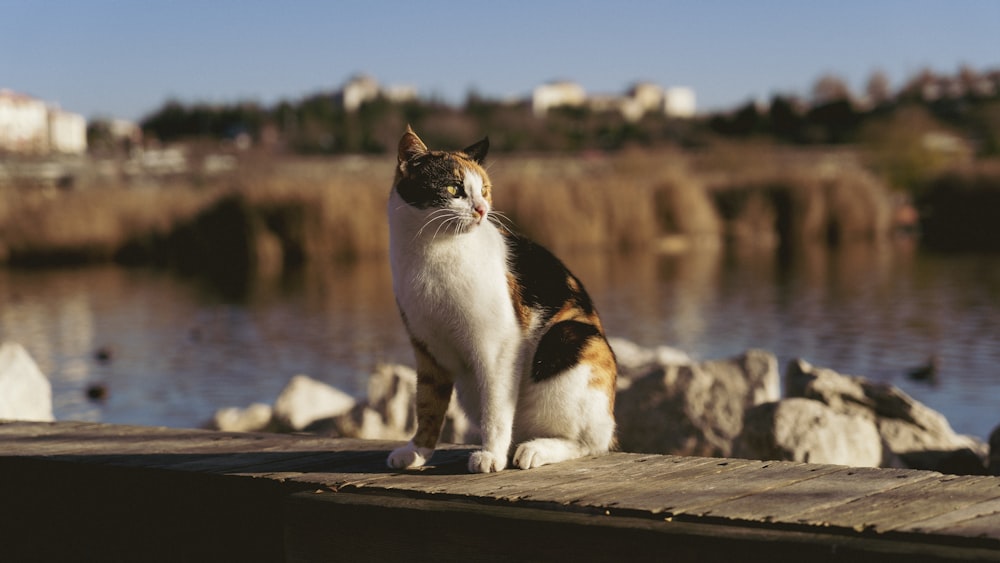 a cat sitting on a wooden dock next to a body of water