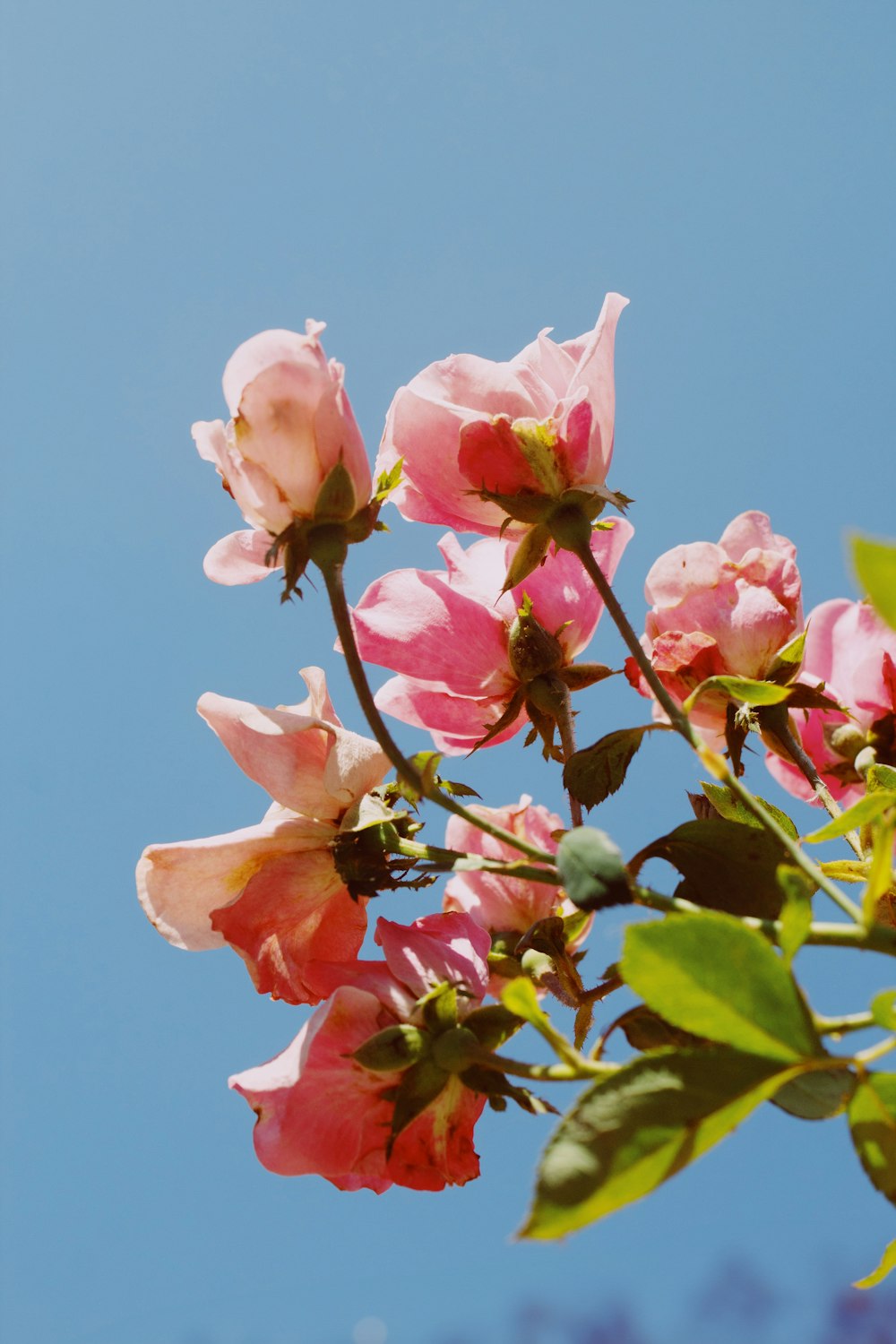 pink flowers are blooming on a sunny day