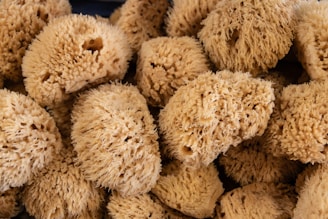 Close-up of natural luffa sponges arranged on a wooden surface with soft natural light.