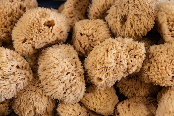 Close-up of natural luffa sponges arranged on a wooden surface with soft natural light.