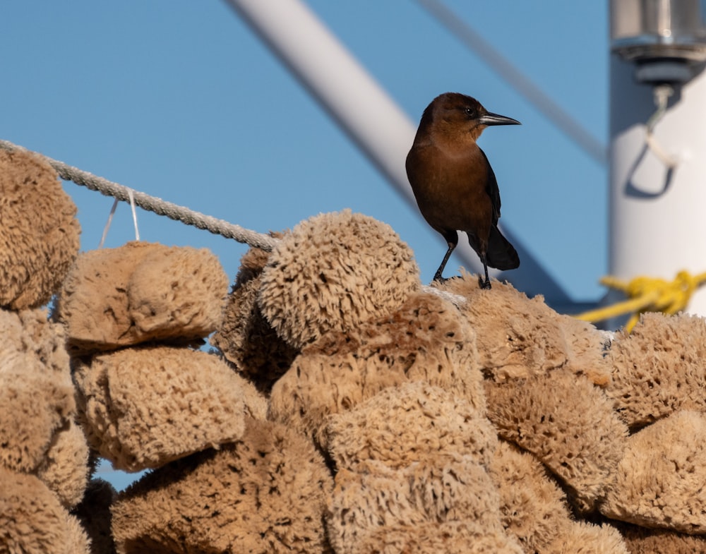 un pájaro marrón sentado encima de una pila de osos de peluche