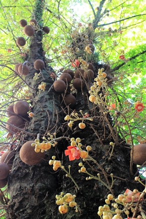 A tall tree has numerous large, spherical brown pods and clusters of small, round, cream-colored buds, accompanied by some vibrant red and orange flowers. The tree bark is dark and textured, providing a stark contrast to the bright foliage and flowers that adorn it. The background is filled with lush green leaves, suggesting a dense canopy above.