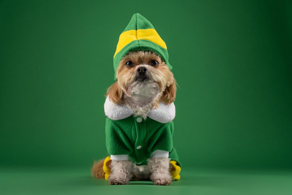 a small dog wearing a green and yellow outfit