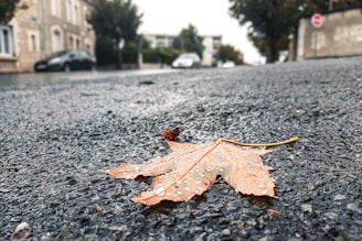 A single maple leaf with raindrops on it rests on a wet asphalt road. The background features a blurred urban setting with buildings, vehicles, and trees.