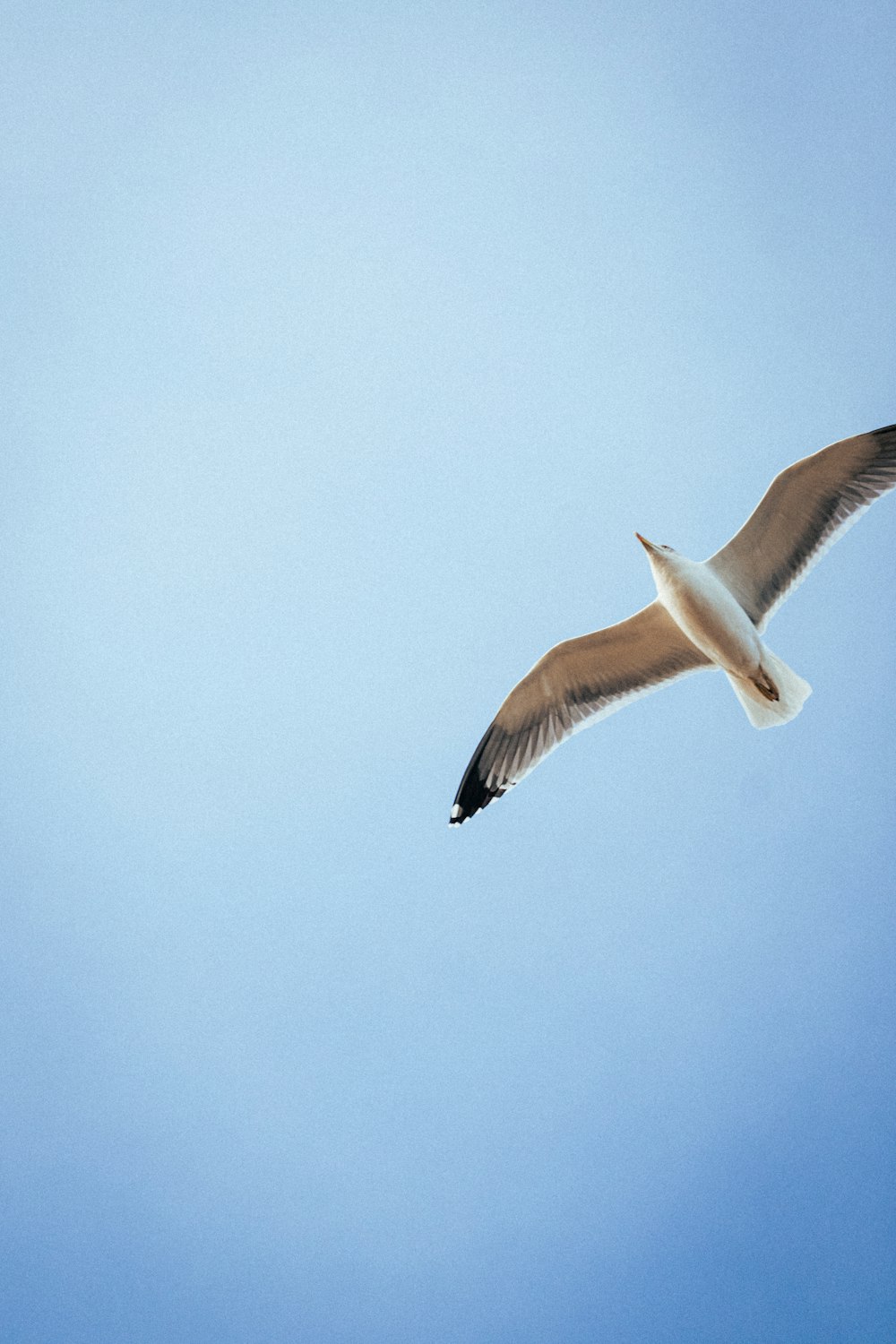 a seagull flying through a blue sky with its wings spread