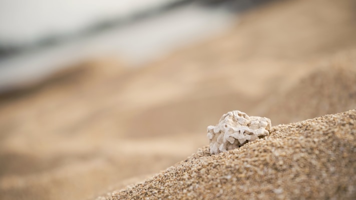 A close-up of a small, white coral piece resting on a sandy beach. The background is blurred, providing a sense of depth and emphasizing the texture of the sand and coral.