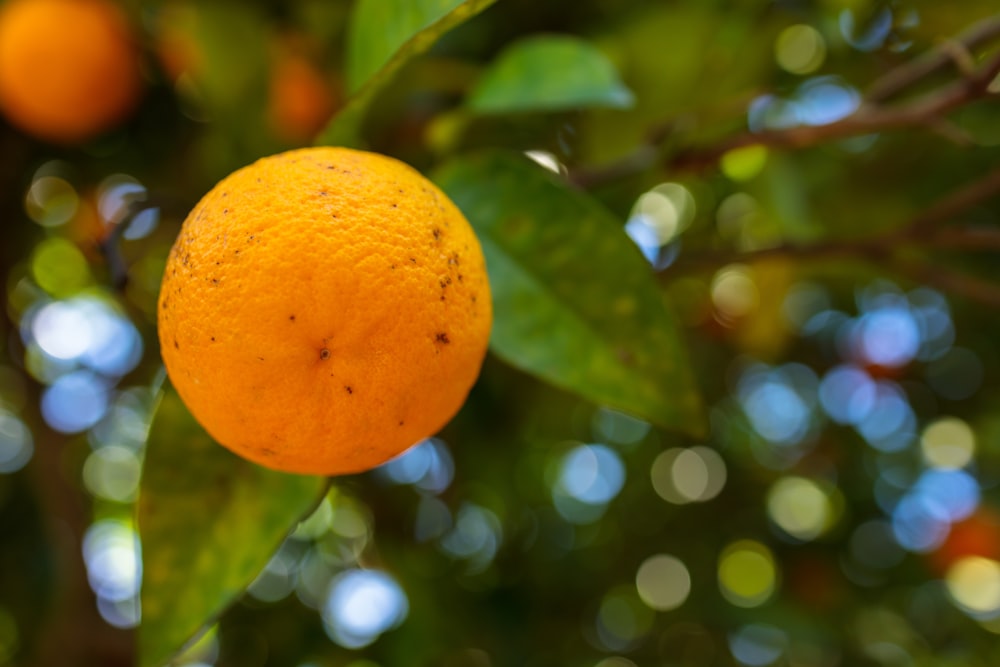 a close up of an orange on a tree