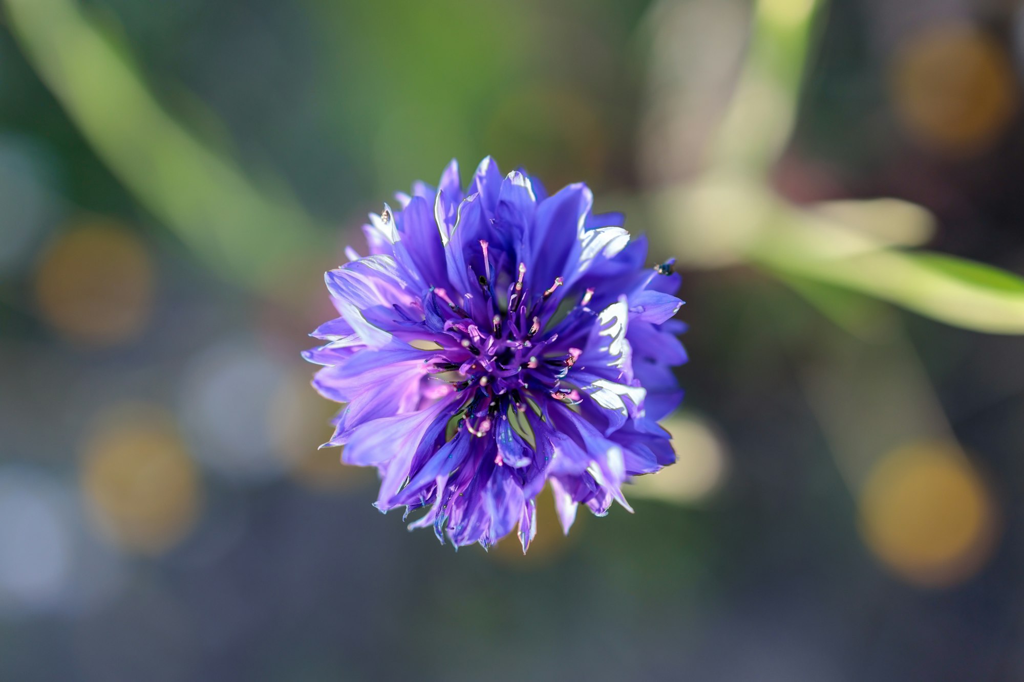 A stunning close-up view from the top of a vibrant blue cornflower, surrounded by a captivating bokeh of soft, blurred lights. The image encapsulates the delicate beauty of the flower, with the dreamy bokeh creating a mesmerizing background