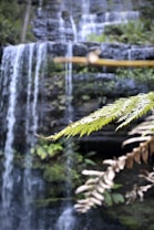 A serene landscape featuring a cascading waterfall in the background, blurred for a depth effect, with a sharp focus on vibrant green fern leaves in the foreground. The scene is surrounded by lush greenery, adding to a tranquil and natural atmosphere.