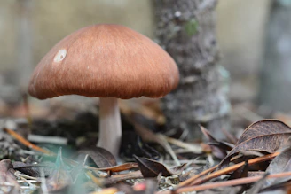 A close-up of psilocybin mushrooms in a natural setting.