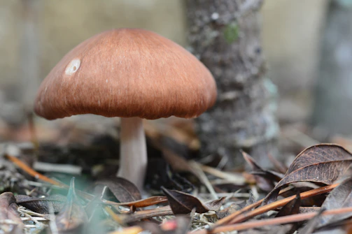A close-up of psilocybin mushrooms in a natural setting.