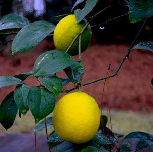 Lisbon Lemons