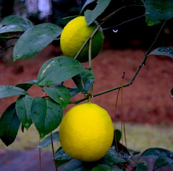 Two ripe yellow lemons hang from a branch surrounded by lush green leaves, with droplets of water on the surface indicating recent rain. The background is slightly blurred, adding depth to the image and highlighting the vibrant colors of the lemons and leaves.