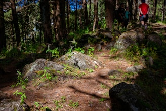 A forest pathway surrounded by dense trees and rocks, with patches of sunlight filtering through the canopy. Green plants and foliage are scattered across the ground, and three people are visible walking along the path in the background.