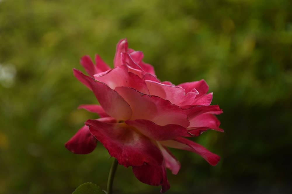 a close up of a pink flower with a blurry background