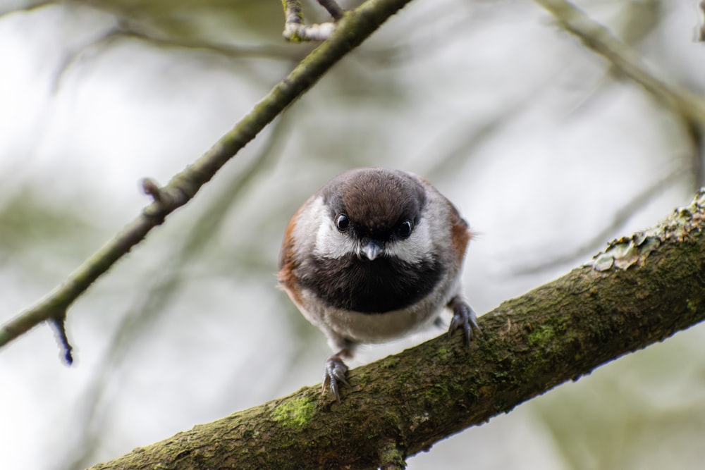 a small bird perched on a tree branch