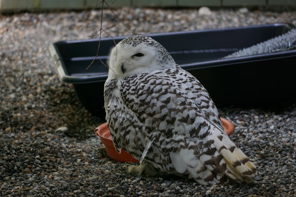 a white and brown owl sitting on top of a bowl