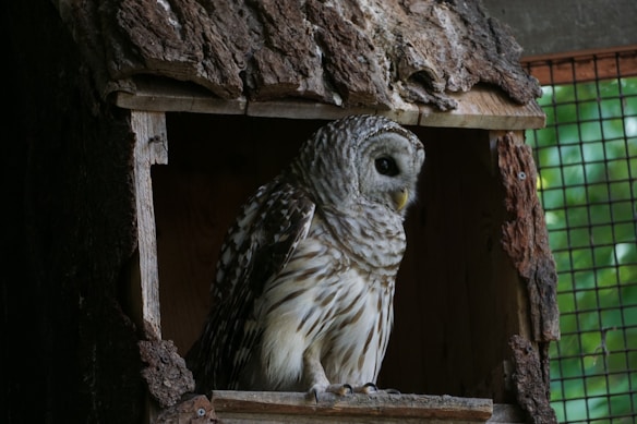 An owl with detailed feather patterns is perched inside a wooden enclosure made of bark. The enclosure is set in a natural environment and is partially obscured by shadows, highlighting the intricate texture of the wood and the owl's plumage.