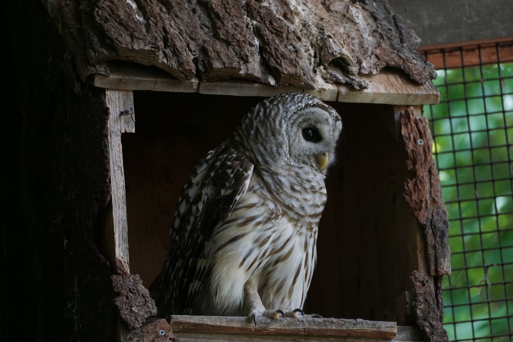 an owl is sitting in a bird house