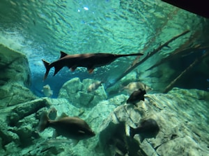 Jona und der große Fisch