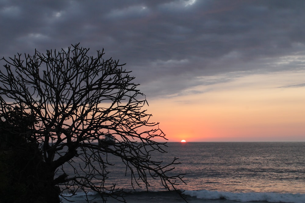 the sun is setting over the ocean with a tree in the foreground