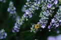 A honeybee is perched on a sprig of lavender, collecting nectar from the small, delicate purple flowers. The scene is set against a blurred green background, highlighting the bee and the vibrant blossoms.