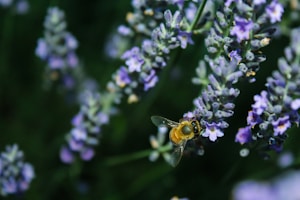 A honeybee is perched on a sprig of lavender, collecting nectar from the small, delicate purple flowers. The scene is set against a blurred green background, highlighting the bee and the vibrant blossoms.