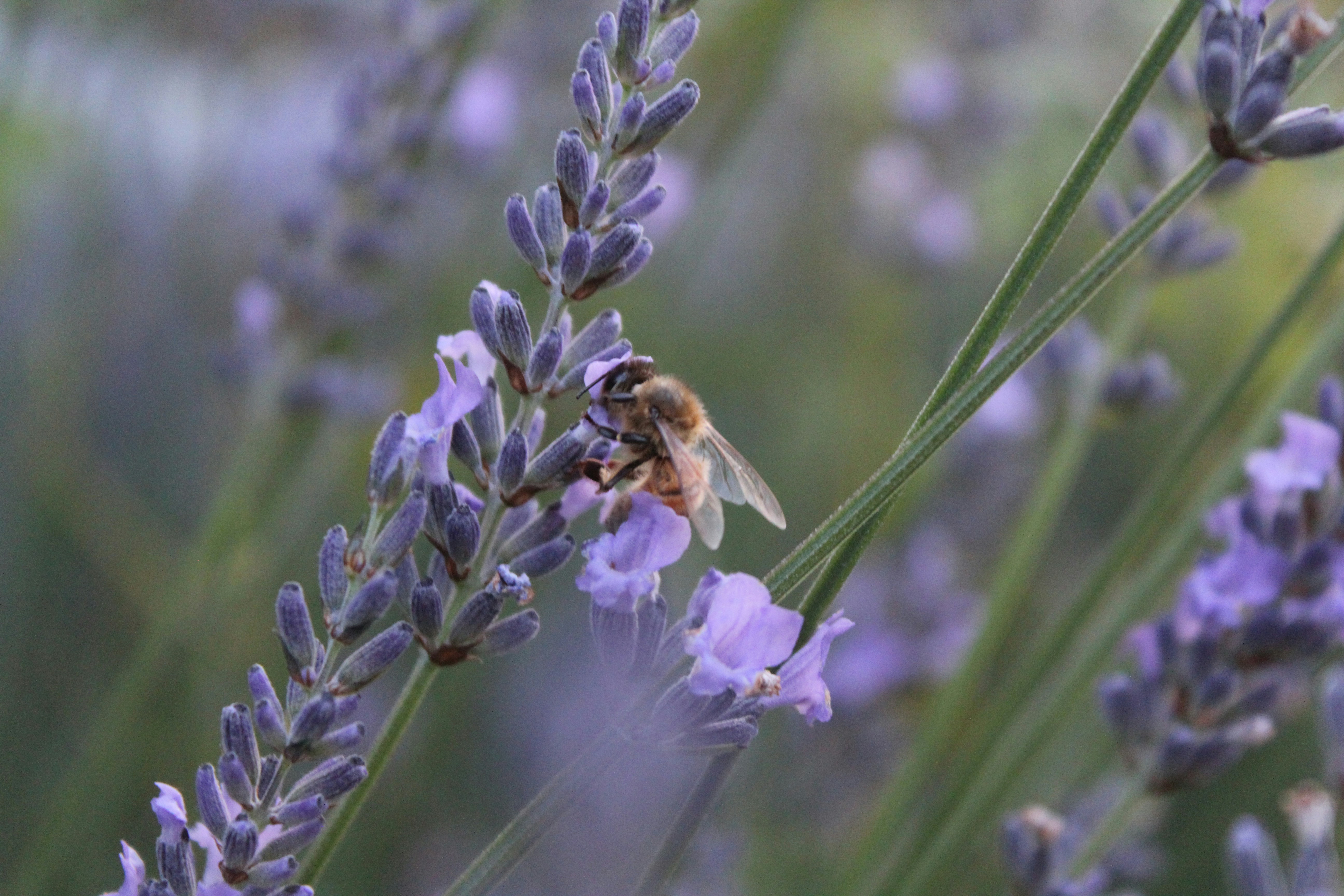 Photo by light_and_hope