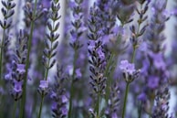 Close-up of hands carefully harvesting lavender, the purple flowers vivid against green leaves.