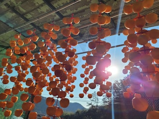 Sunlight streaming over a drying rack filled with slices of dried mango, capturing the natural process