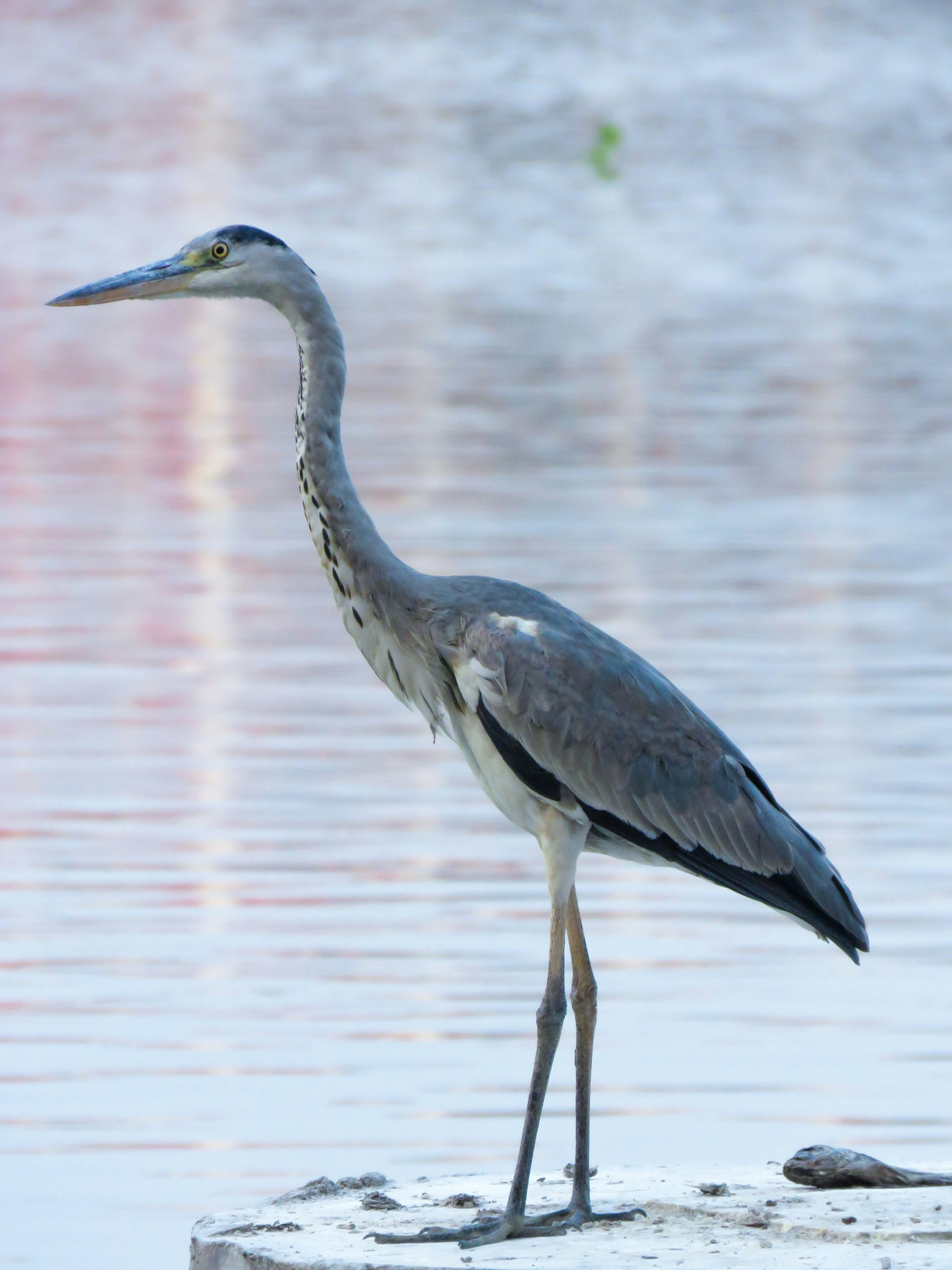 Photo by anandramavath_786