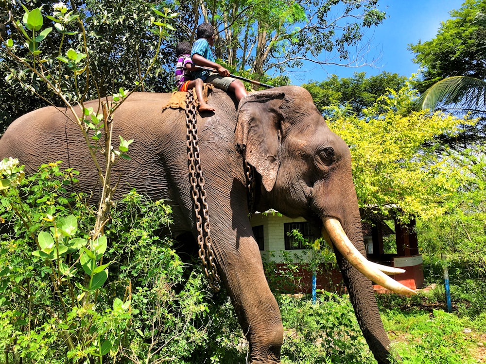 a man riding on the back of an elephant