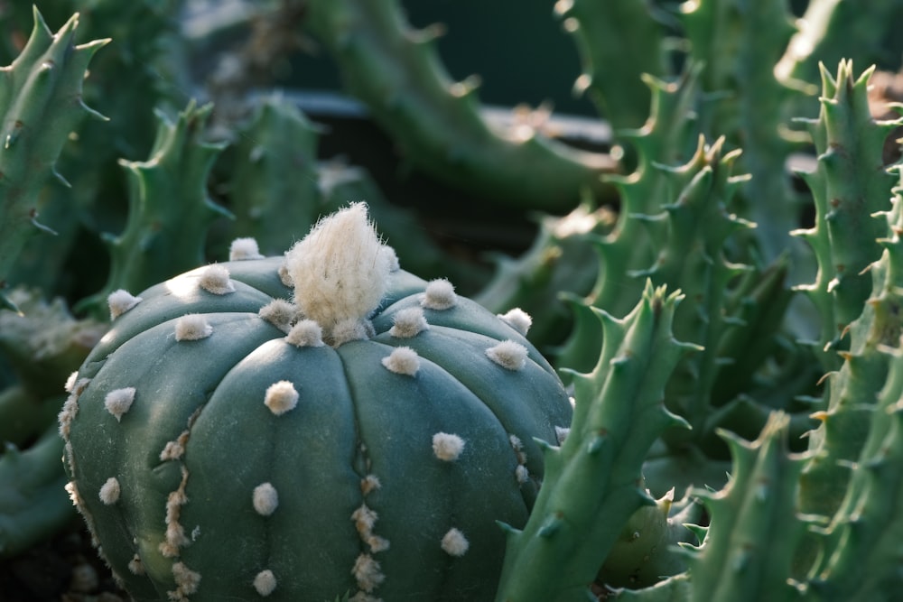 a close up of a green cactus with small white dots