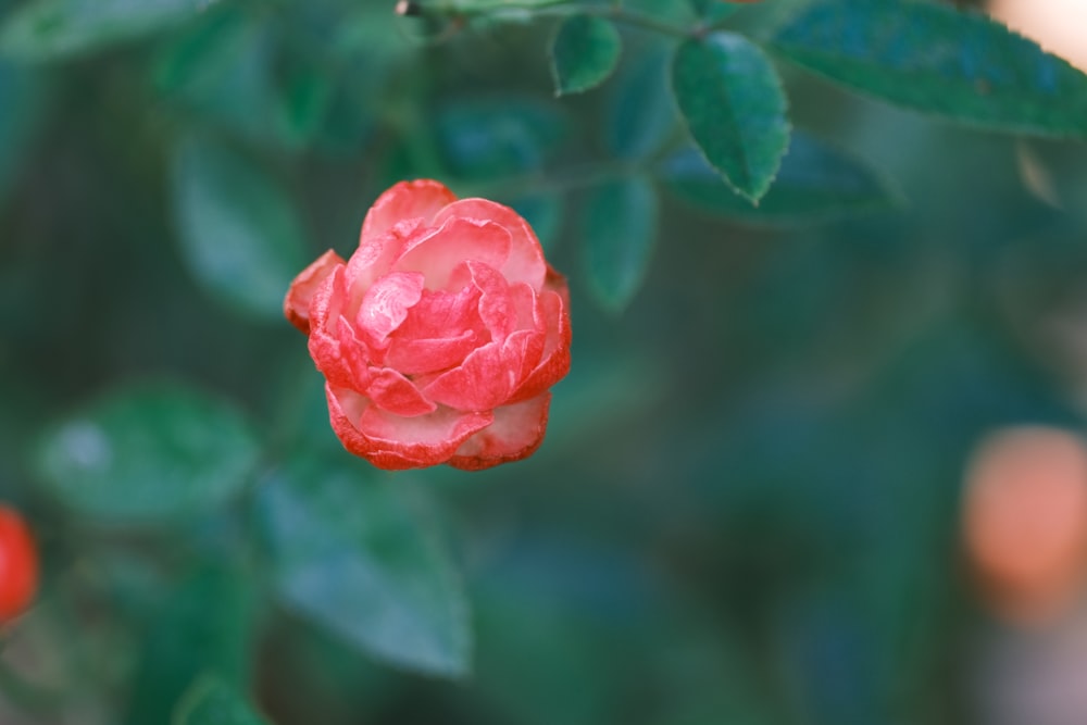 a red flower with green leaves in the background