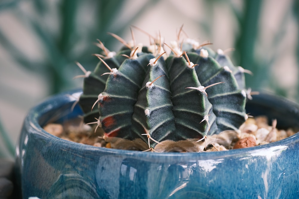 a small cactus in a blue pot on a table