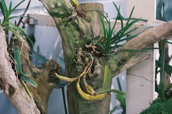A wooden branch with green plants and long, yellowish pods growing out of it stands against a light gray background. Some of the branches are gnarled with moss and small plants growing.