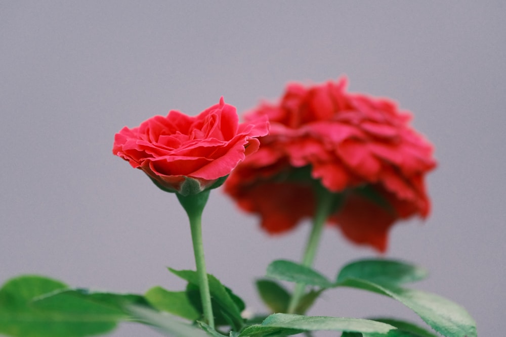two red flowers with green leaves in a vase