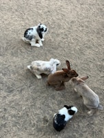 A group of bunnies playing together in a garden.