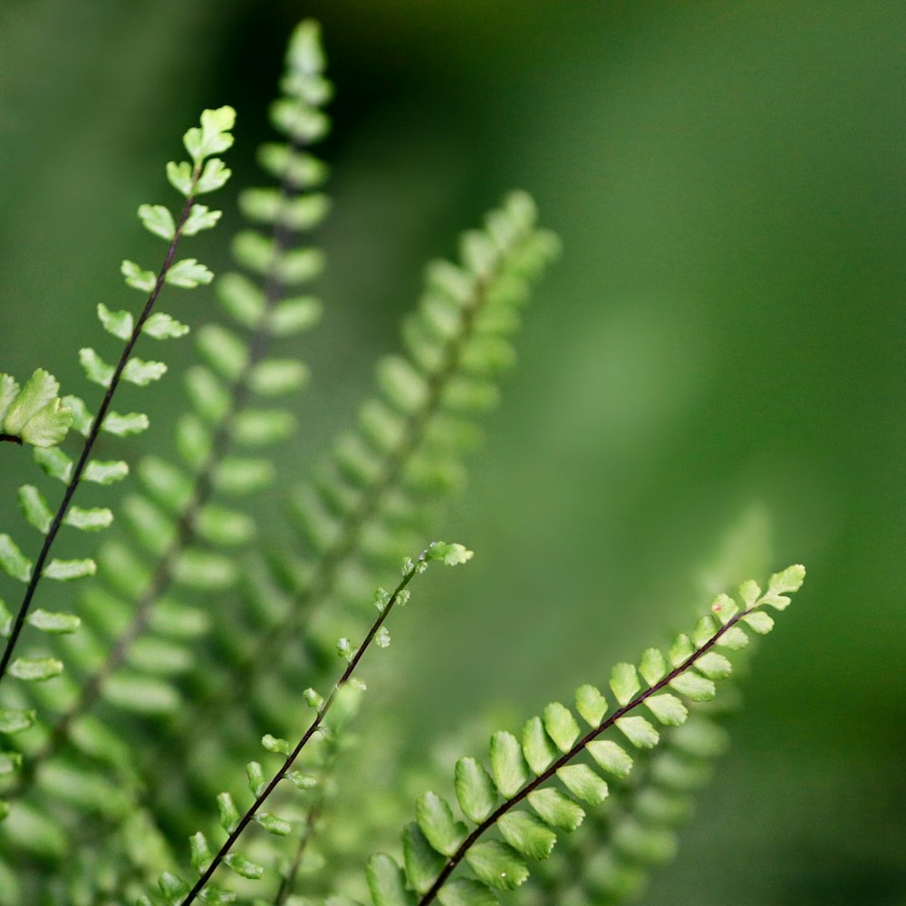 a close up of a green plant with lots of leaves