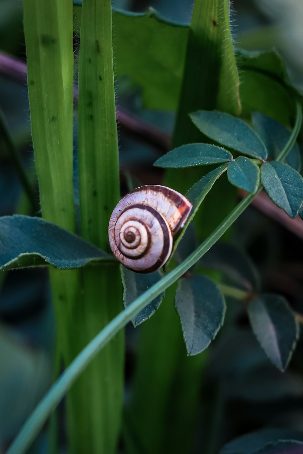 a close up of a snail on a plant