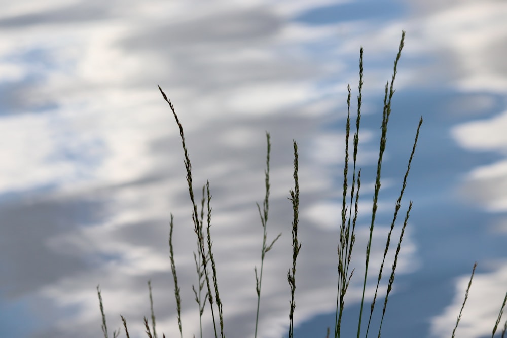 a close up of a plant near a body of water