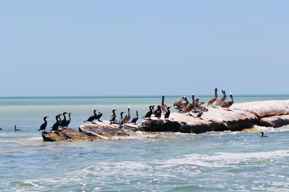 a flock of birds sitting on top of a rock in the ocean