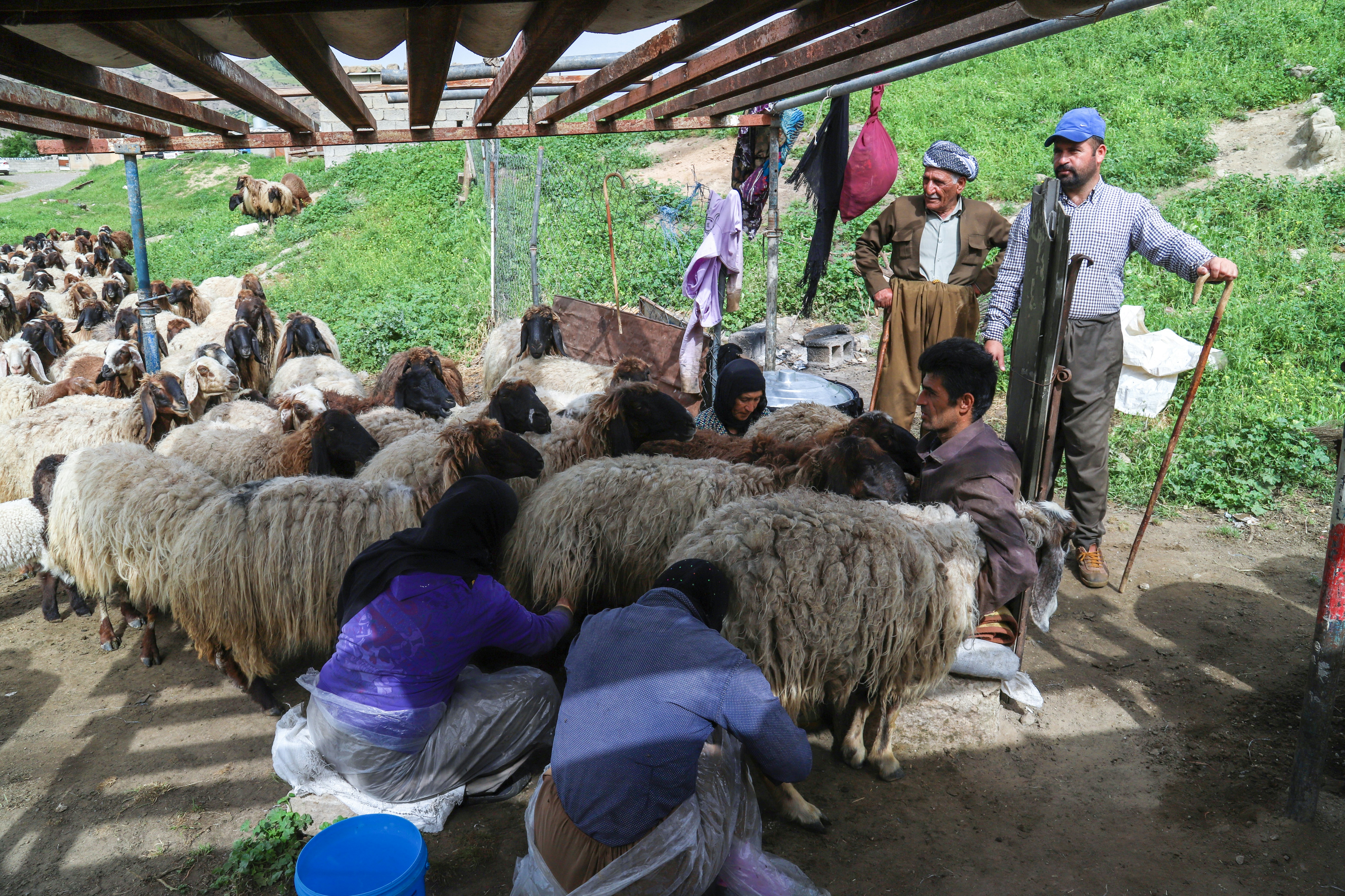 Read more about the article ذبيحة نعيمي بلدي كاملة الرياض مع التوصيل