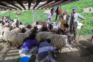 A rural scene depicting several people shearing sheep in an outdoor setting. There are numerous sheep with thick wool being tended to by individuals, some of whom are sitting and focused on their tasks. In the background, there is a green grassy area with a few other sheep grazing.
