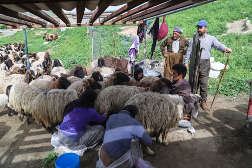 A rural scene depicting several people shearing sheep in an outdoor setting. There are numerous sheep with thick wool being tended to by individuals, some of whom are sitting and focused on their tasks. In the background, there is a green grassy area with a few other sheep grazing.